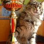 Zorro and his cup Zorro and his cup